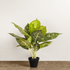 Milky Way Dreamer Artificial Plant (Natural Feel)
